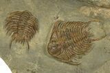 Line of Five Foulonia Trilobites - Fezouata Formation #328563-1